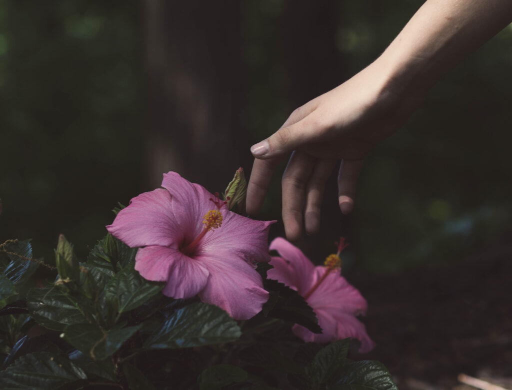 Delicate Hand Reaching for Vibrant Pink Flowers on Lush Green Bush Wallpaper