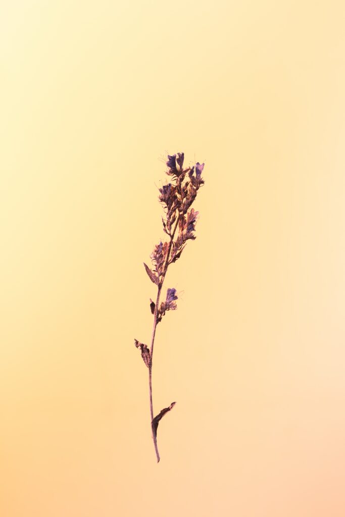 Minimalist Herbarium Flower Wallpaper with Soft Gradient Background