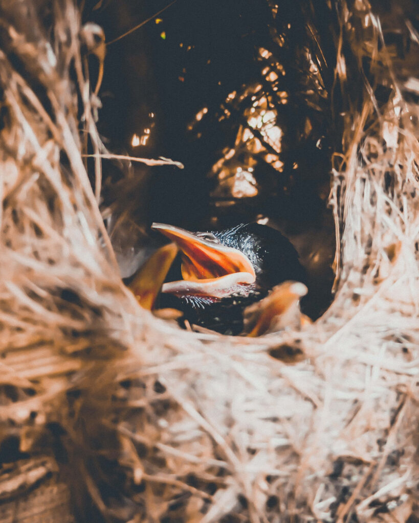 Intimate Hummingbird Nest Close-Up: Nature's Delicate Miracle Wallpaper