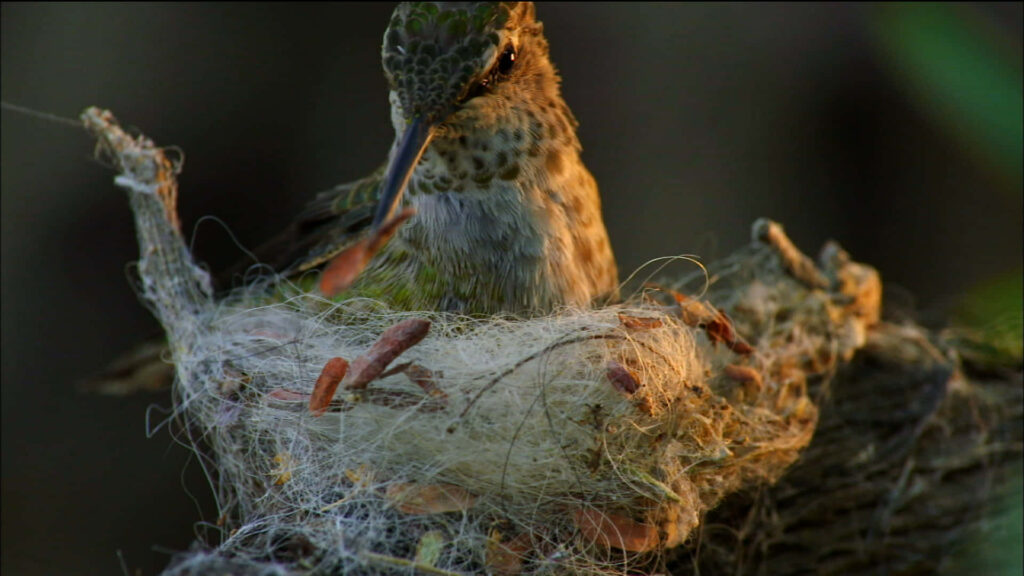 Delicate Hummingbird Nest Art: Nature's Intricate Architecture Wallpaper