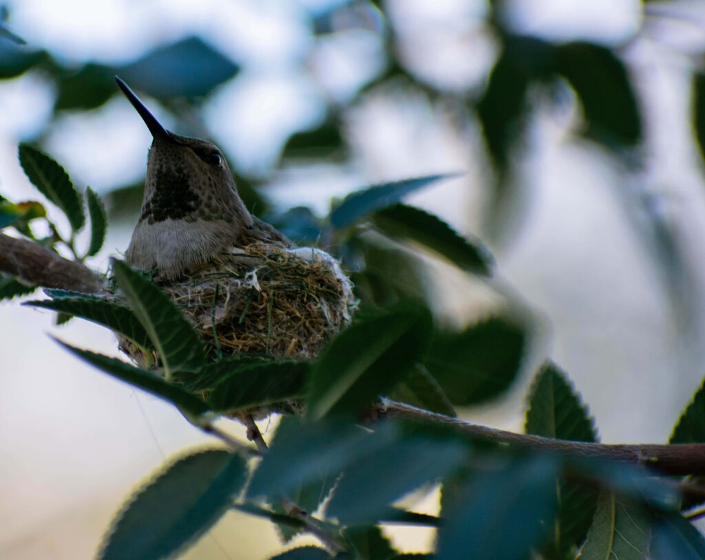 Delicate Hummingbird Nest Among Vibrant Green Tree Branches Wallpaper