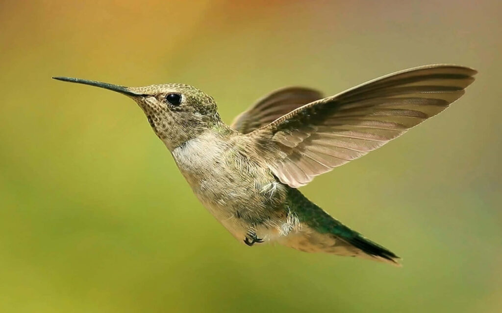 Graceful Hummingbird Wings: Delicate Nectar Seeker in Soft Background Wallpaper