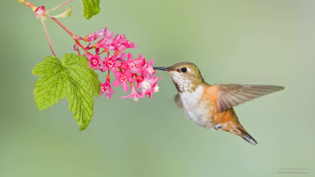 Delicate Hummingbird in Flight: Tranquil Nature Wallpaper Background