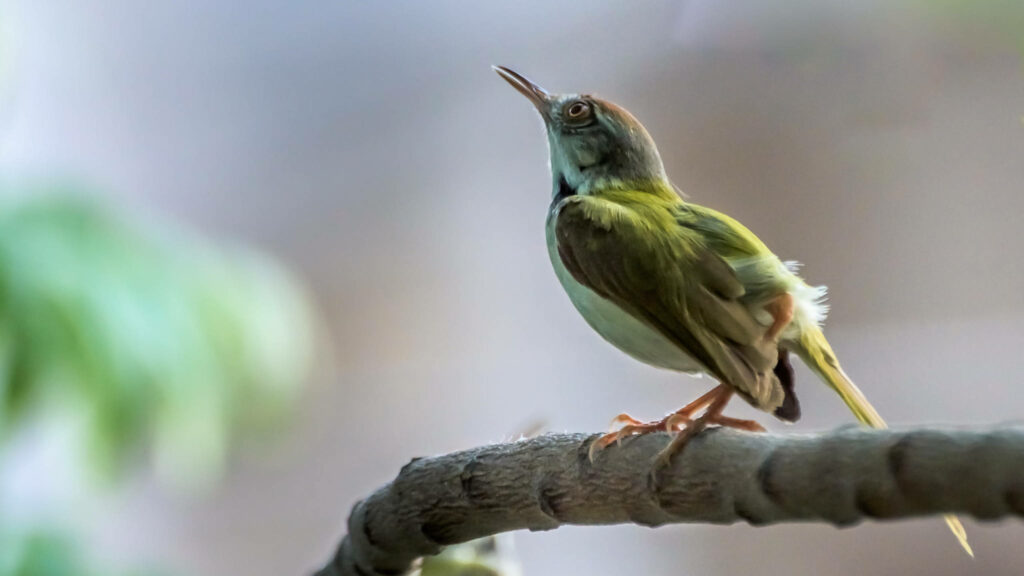 Vibrant Hummingbird on Branch - Serene Nature Wallpaper