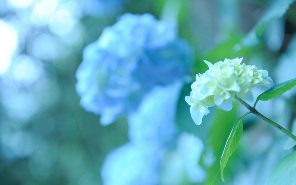 Tranquil Hydrangea Wallpaper: Delicate Flower Against Bokeh Greenery