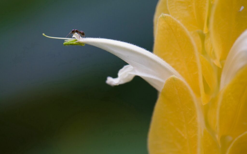 Delicate Insect on White Petal of Vibrant Yellow Flower Wallpaper