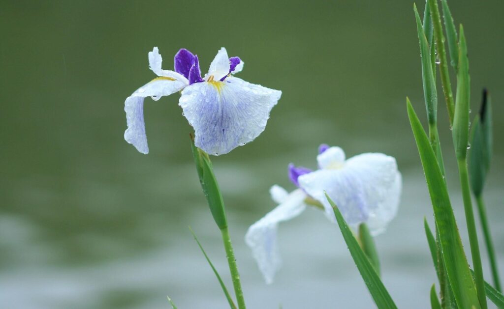 Delicate Iris Wallpaper with Droplets on Soft Green Background