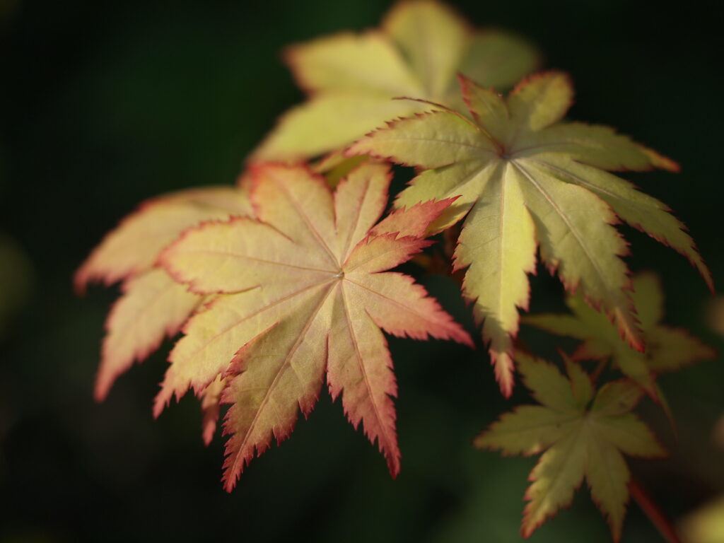 Delicate Japanese Maple Leaves: Intricate Details in Soft Focus Wallpaper
