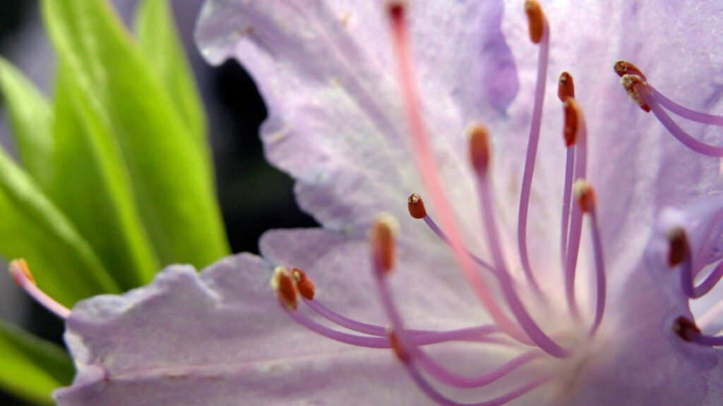 Delicate Lavender Flower Wallpaper: Soft Petals & Prominent Stamens