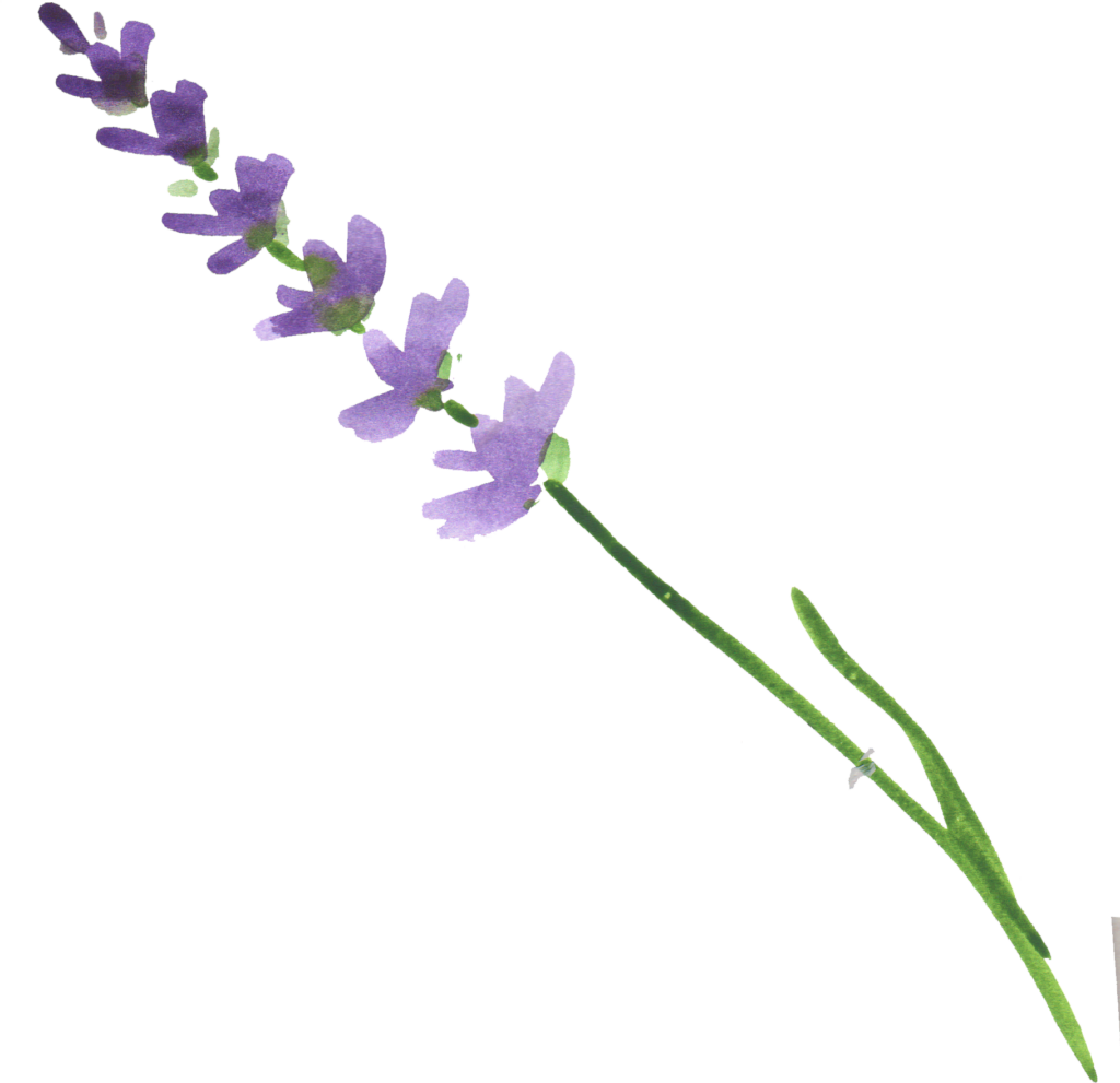 Elegant Lavender Flower Stem Wallpaper on Transparent Background