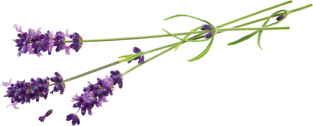 Delicate Lavender Flowers: Vibrant Purple Blooms on Transparent Background Wallpaper