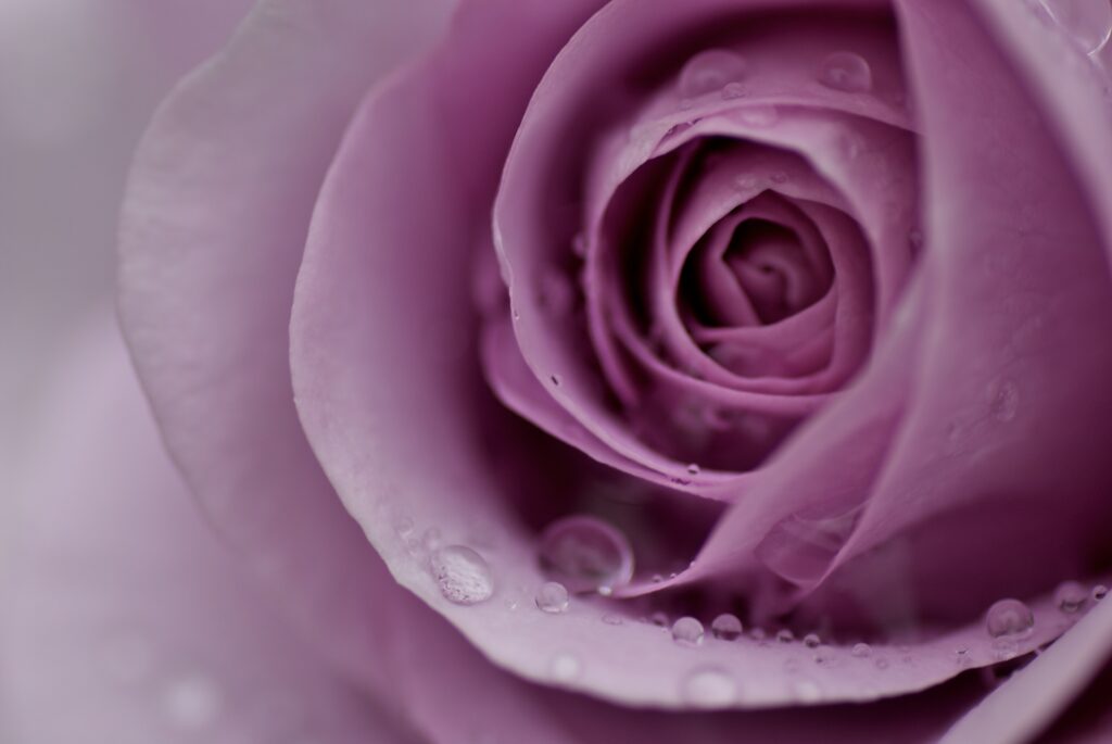 Delicate Lavender Rose: Serene Wallpaper with Water Droplets