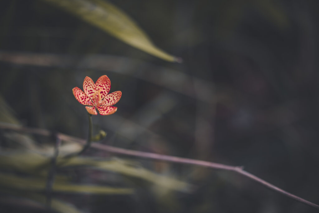 Delicate Leopard Lily Wallpaper: Serene Greenery Background