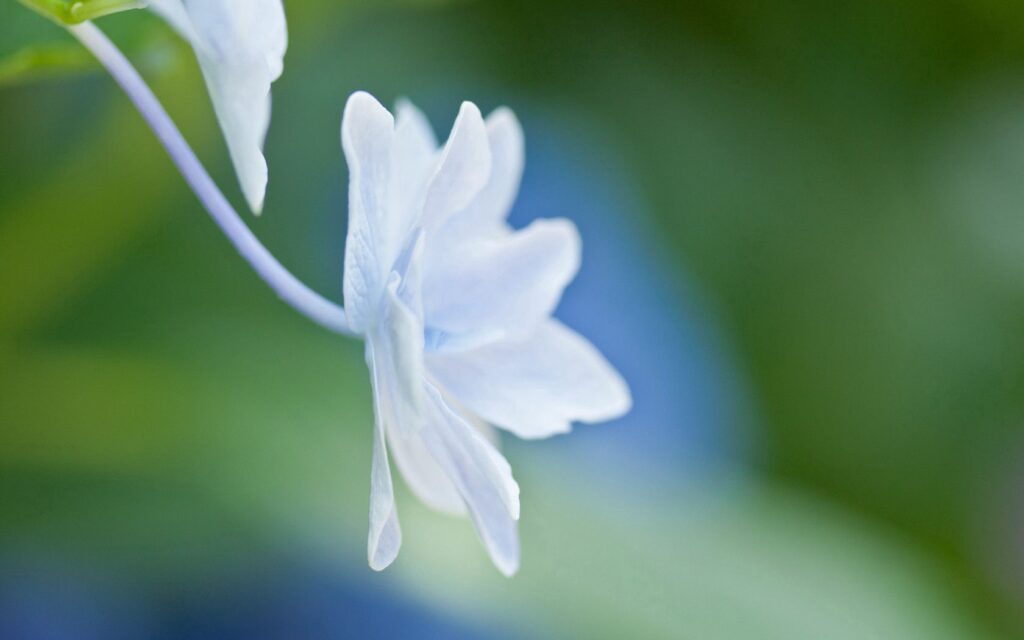 Delicate Light Blue Flower Wallpaper: Soft & Serene Background