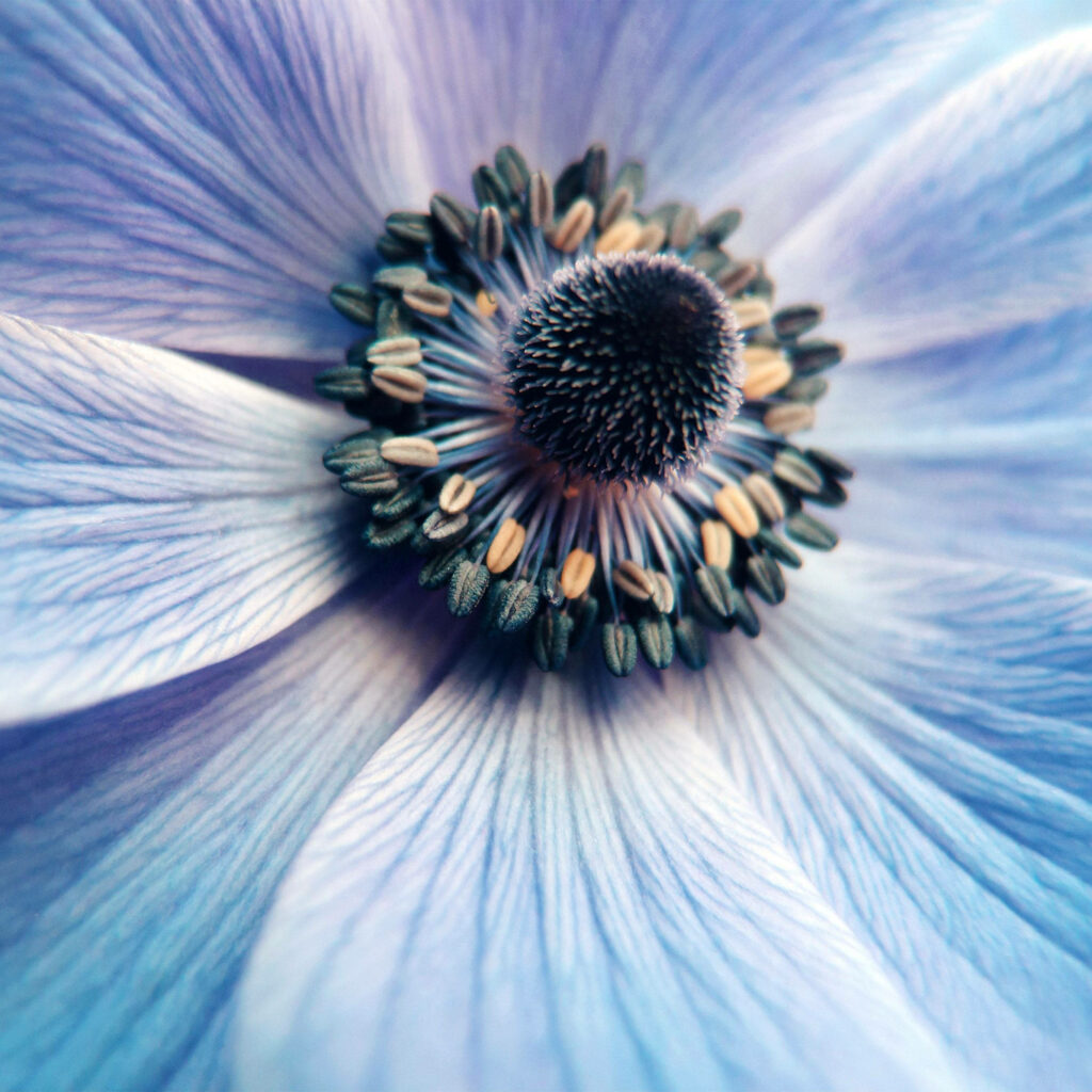 Delicate Light Blue Flower Wallpaper with Feather-Like Petals
