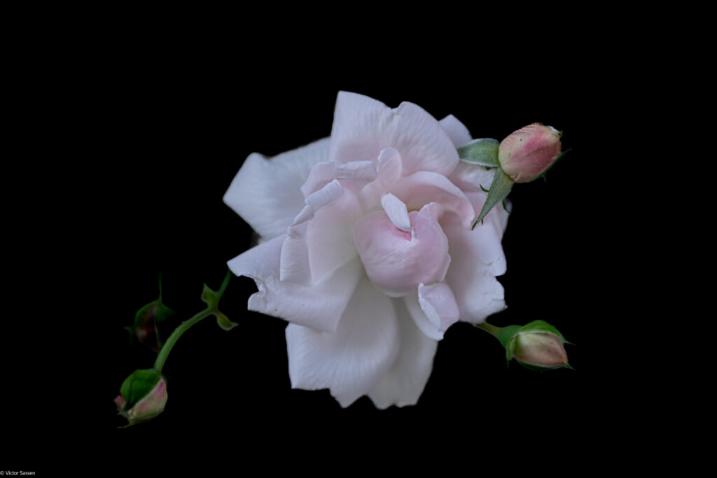 Delicate Pink Rose Wallpaper on Elegant Black Background