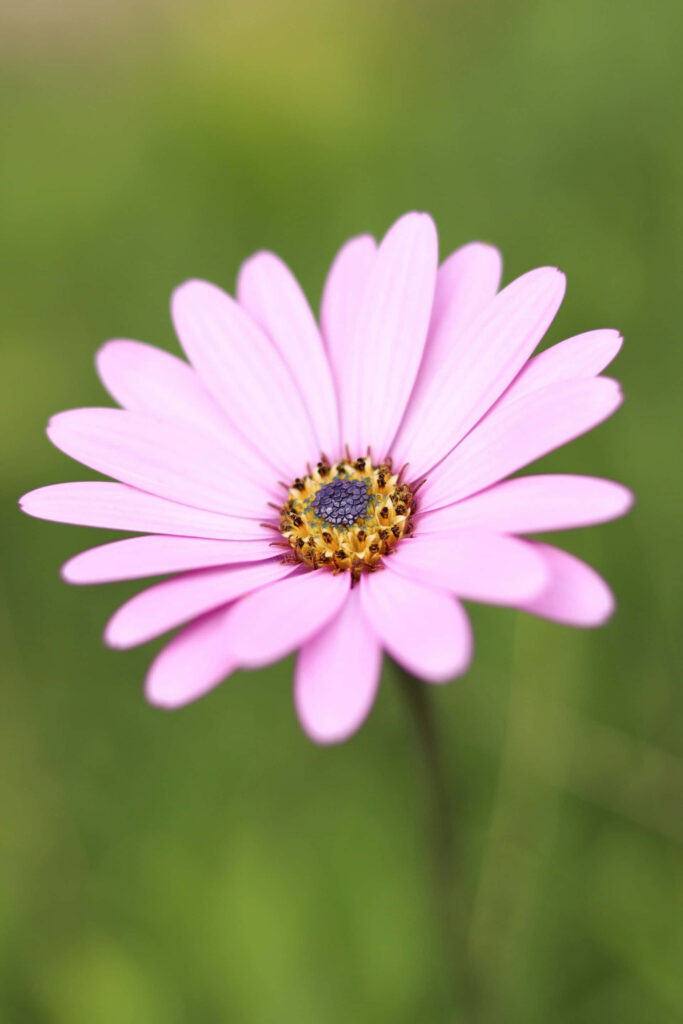 Delicate Light Purple Daisy Wallpaper: Serene Green Background
