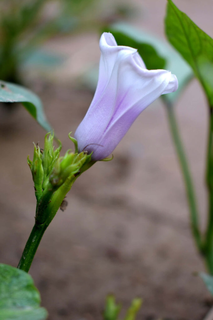 Close-Up of Delicate Light Purple Flower Bud on Green Background Wallpaper