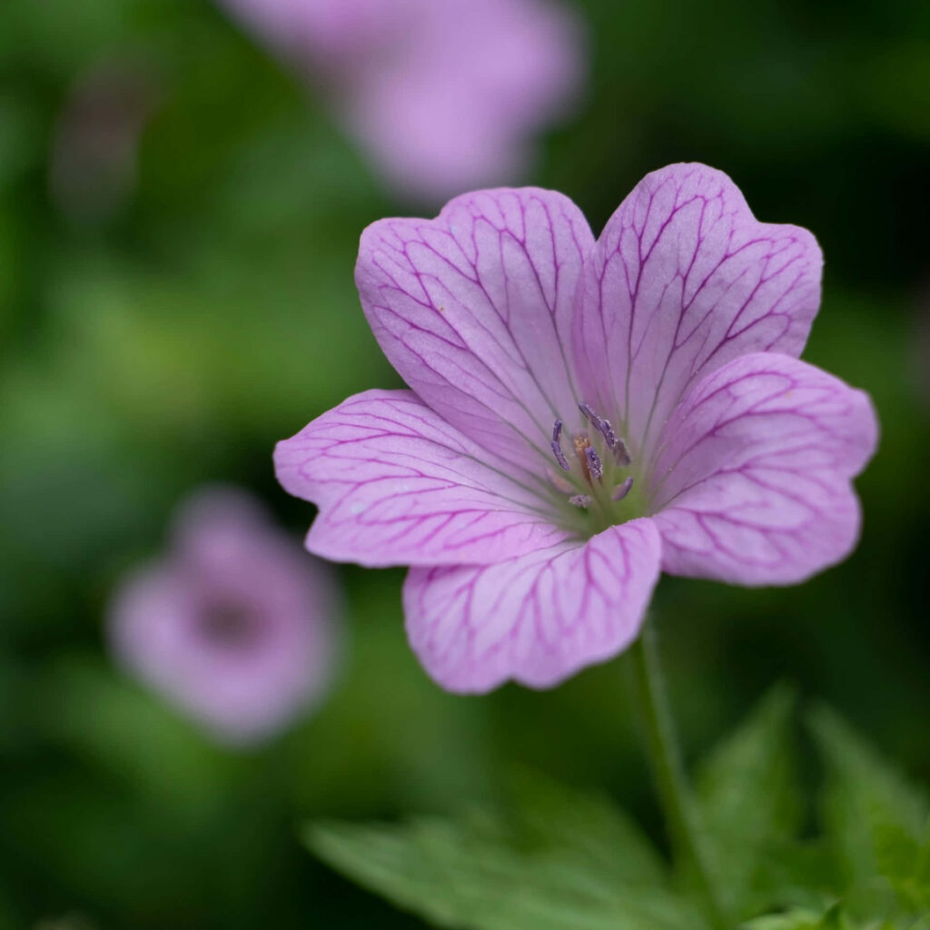 Close-Up of Delicate Light Purple Flower with Soft Petals and Veining Wallpaper