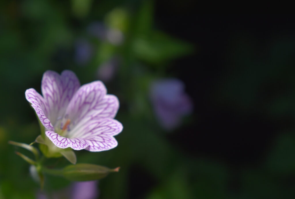 Delicate Light Purple Flower Macro Close-Up - Wallpaper Background