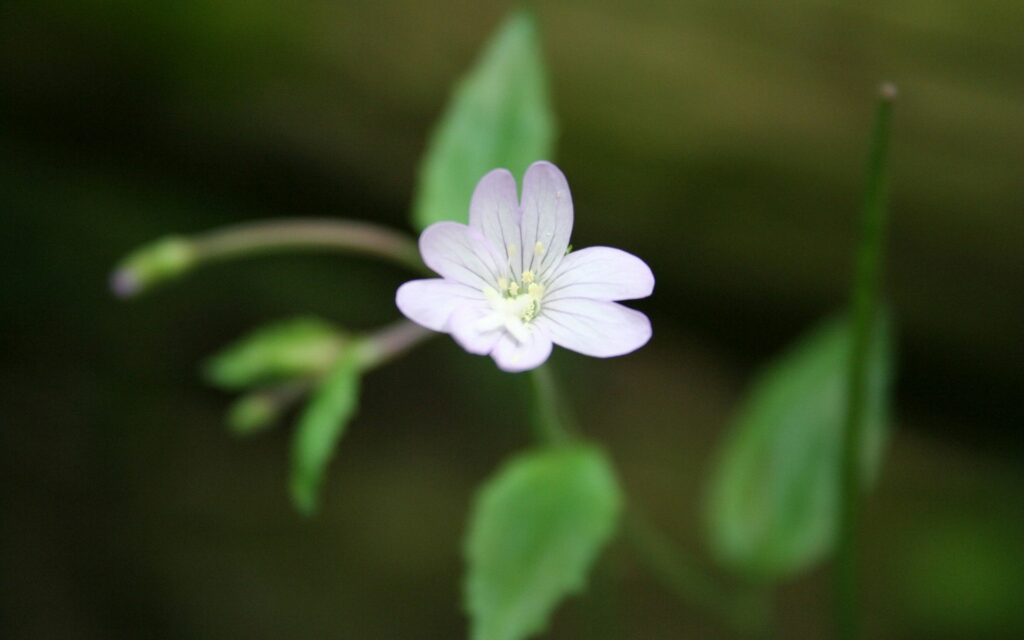 Serene Light Purple Flower Close-Up Wallpaper with Green Herbs