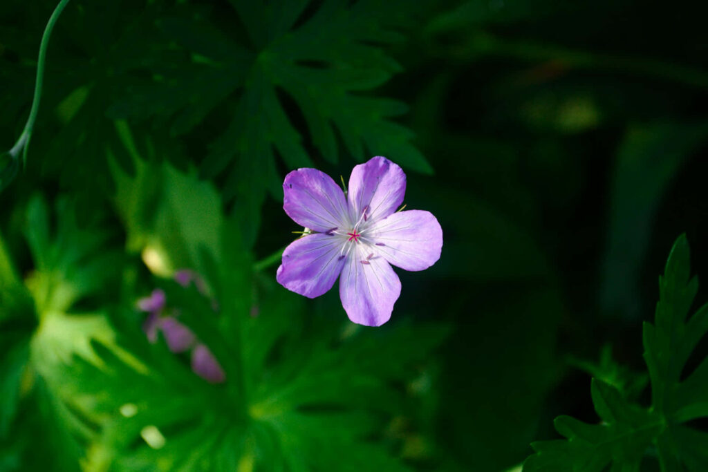 Delicate Light Purple Flower Amidst Lush Green Foliage Wallpaper