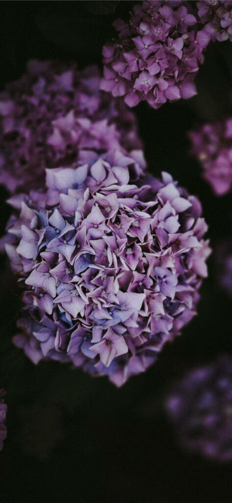 Elegant Light Purple Hydrangeas Close-Up Wallpaper on Dark Background