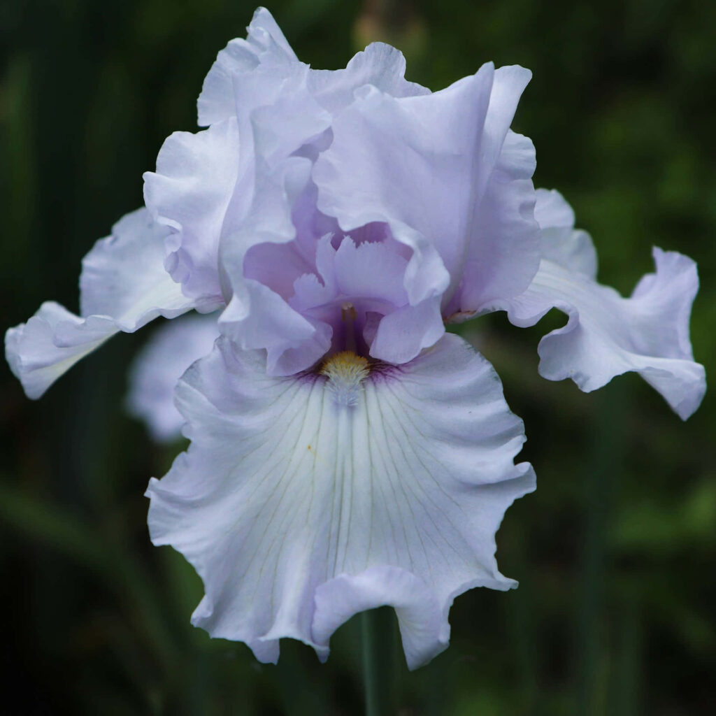 Delicate Purple Iris Flower Wallpaper on Blurred Green Background