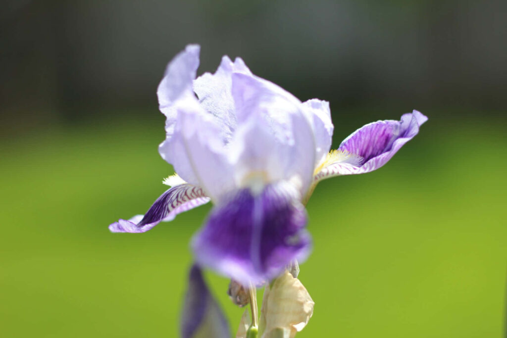 Delicate Light Purple Iris Wallpaper on Vibrant Green Background
