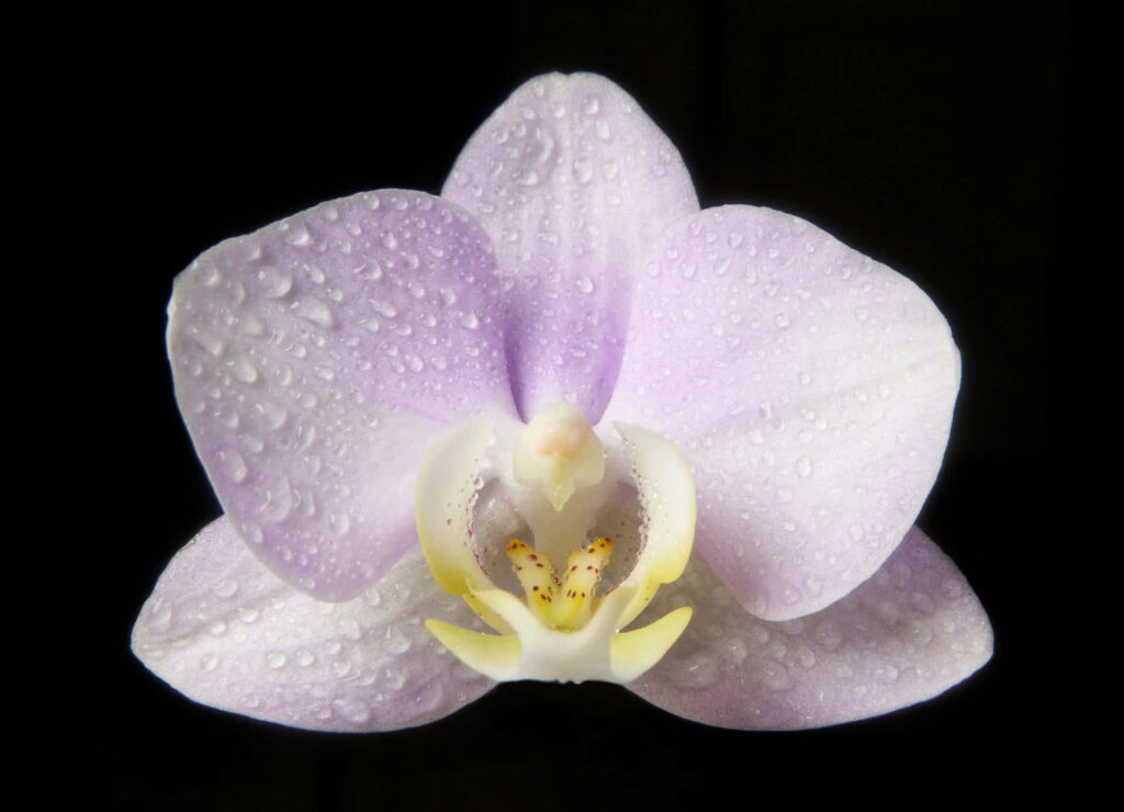 Elegant Light Purple Orchid with Dew on Black Background Wallpaper