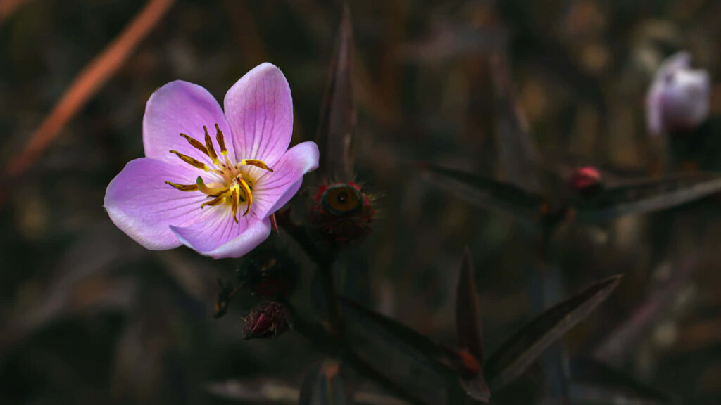 Delicate Light Purple Wildflower: Serene Contrast Against Dark Background Wallpaper