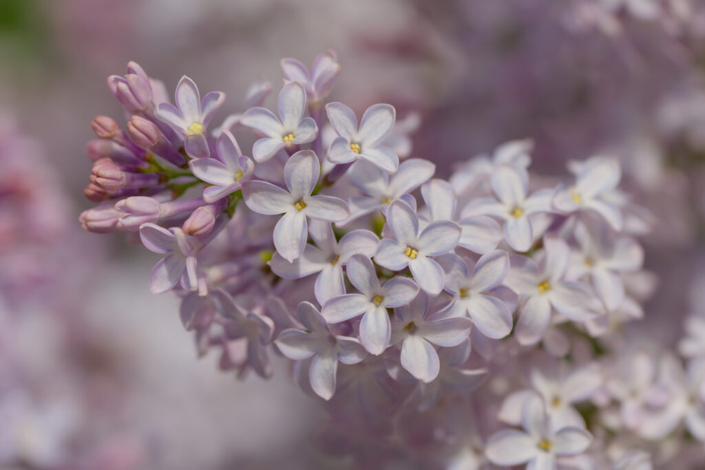 Close-Up Lilac Blossoms - Soft Lavender & Pink Spring Wallpaper