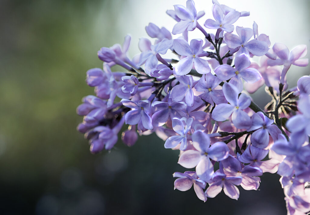 Delicate Lilac Flowers Close-Up: Serene Nature Wallpaper