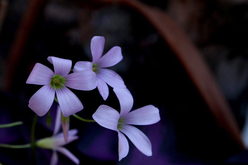Delicate Lilac Flowers Close-Up: Nature's Beauty on Dark Background Wallpaper