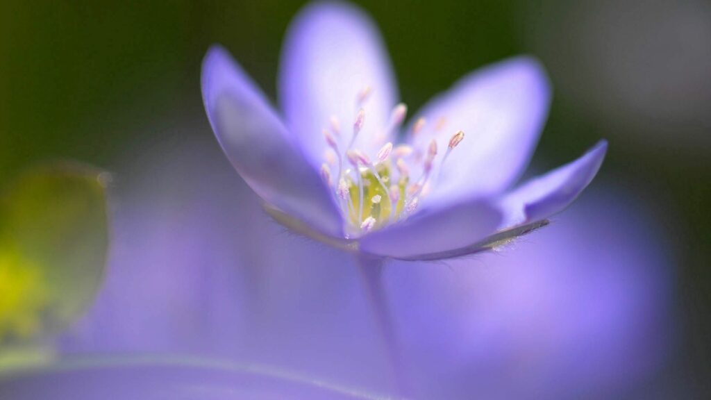 Close-Up Lilac Flower Wallpaper: Intricate Details & Soft Blur