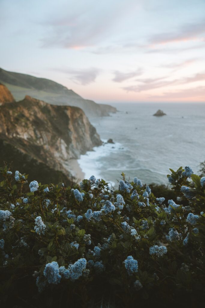 Delicate lilac flowers bloom by rugged coastal cliffs and misty sea under pastel sunset sky Wallpaper