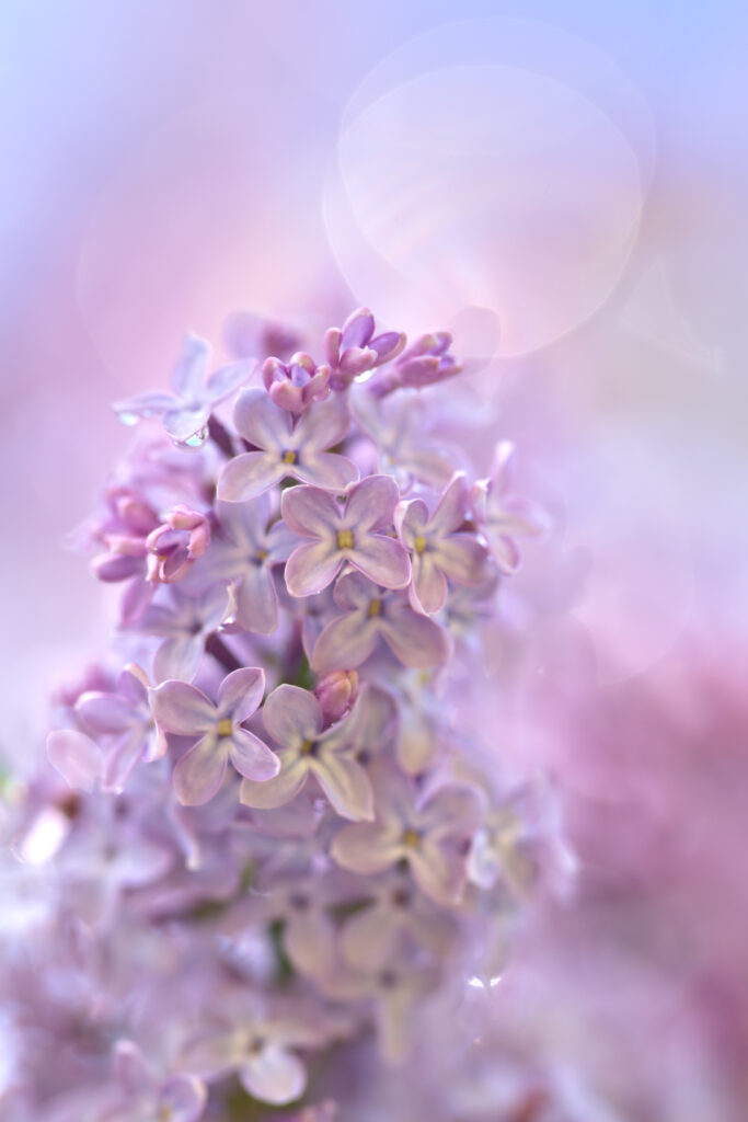 Delicate Lilac Flowers Macro: Soft Purple Wallpaper Background