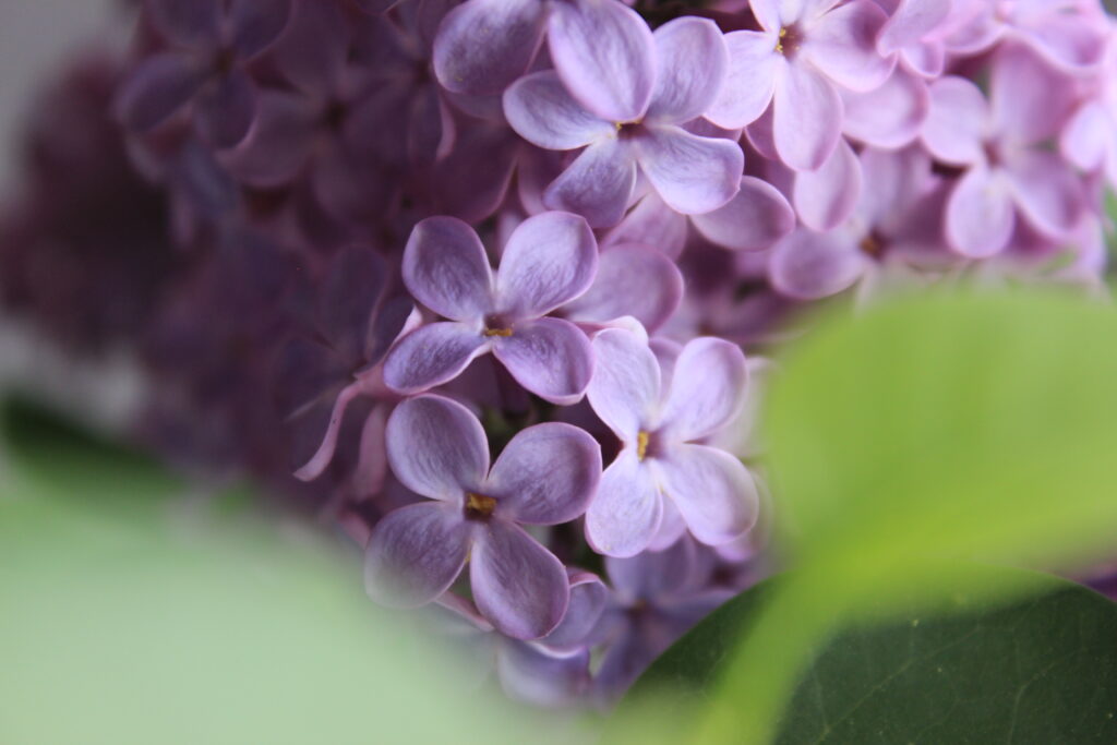 Macro Lilac Flowers Wallpaper: Soft Purple Hues & Green Leaves