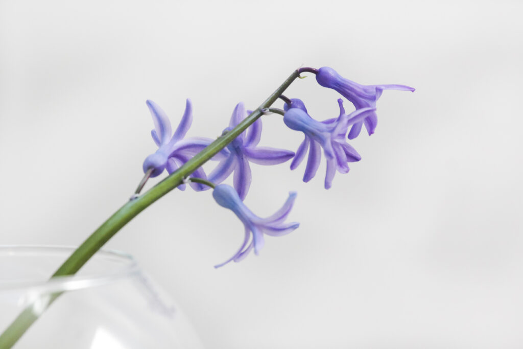 Delicate Lilac Flower Wallpaper: Soft Purple Blooms on Clean Background