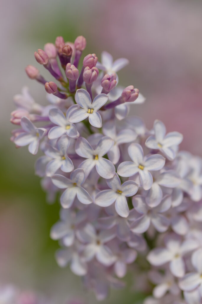 Delicate Lilac Flowers in Full Bloom - Spring Background Wallpaper