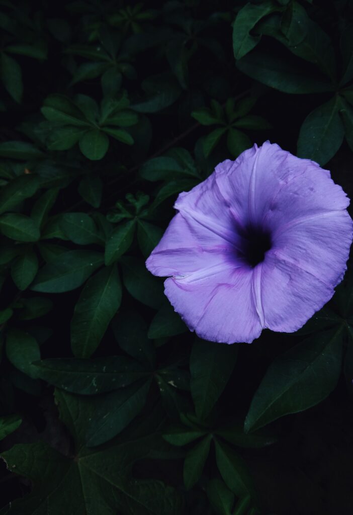 Delicate Lilac Flower Wallpaper with Green Leaf Background