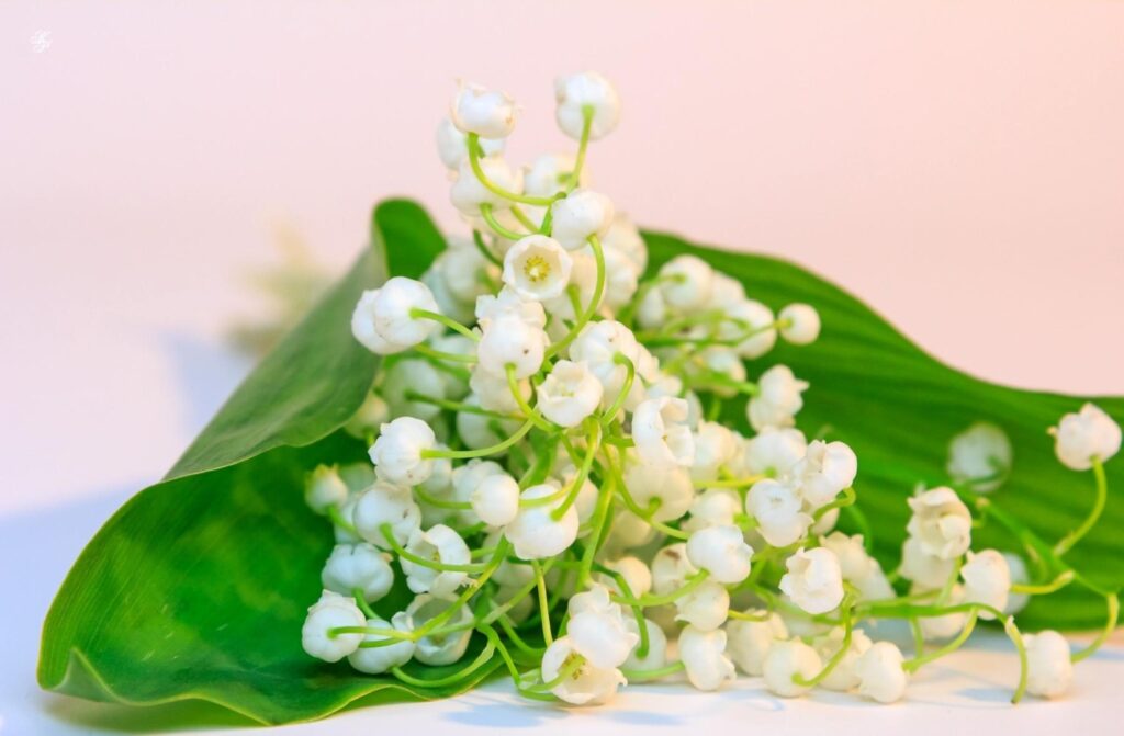 Close-Up of Delicate Lilies of the Valley: Fresh Spring Wallpaper