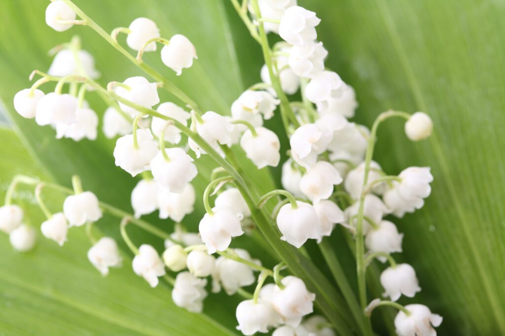 Close-Up of Delicate Lilies of the Valley - Spring Background Wallpaper