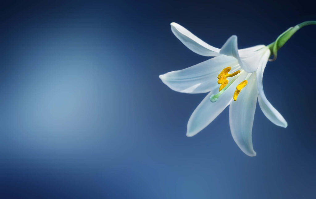 Delicate Lily Flower on Soft Blue Background with Translucent Petals Wallpaper