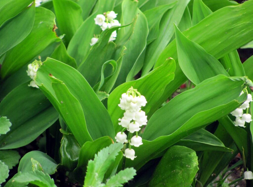 Springtime Wallpaper: Delicate Lily of the Valley Among Green Leaves