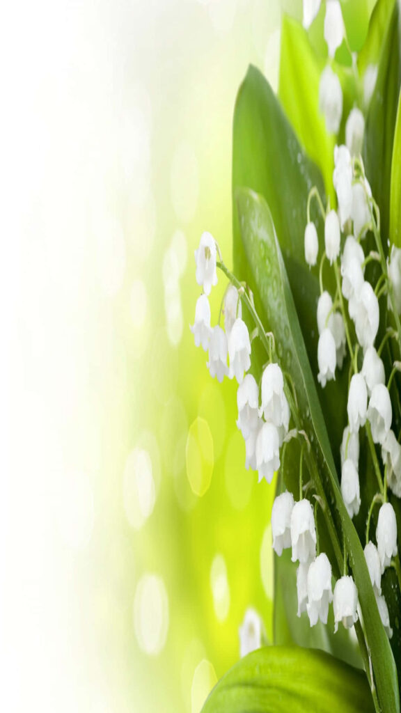 Lily of the Valley Wallpaper: Fresh Spring Green Background
