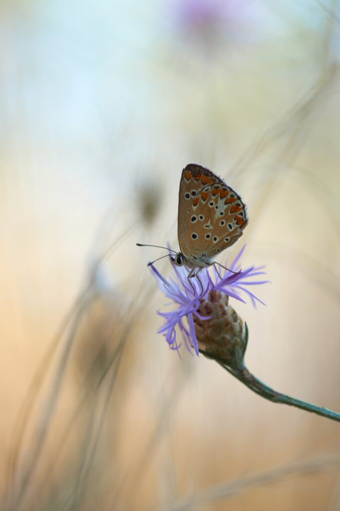Stunning Macro Butterfly on Purple Flower - Soft Blur Wallpaper