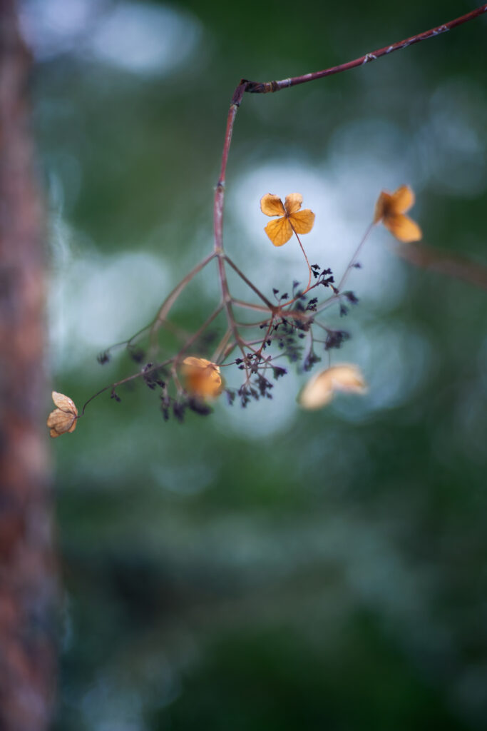 Delicate Macro Image of Dry Branch with Faded Flowers - Wallpaper Background