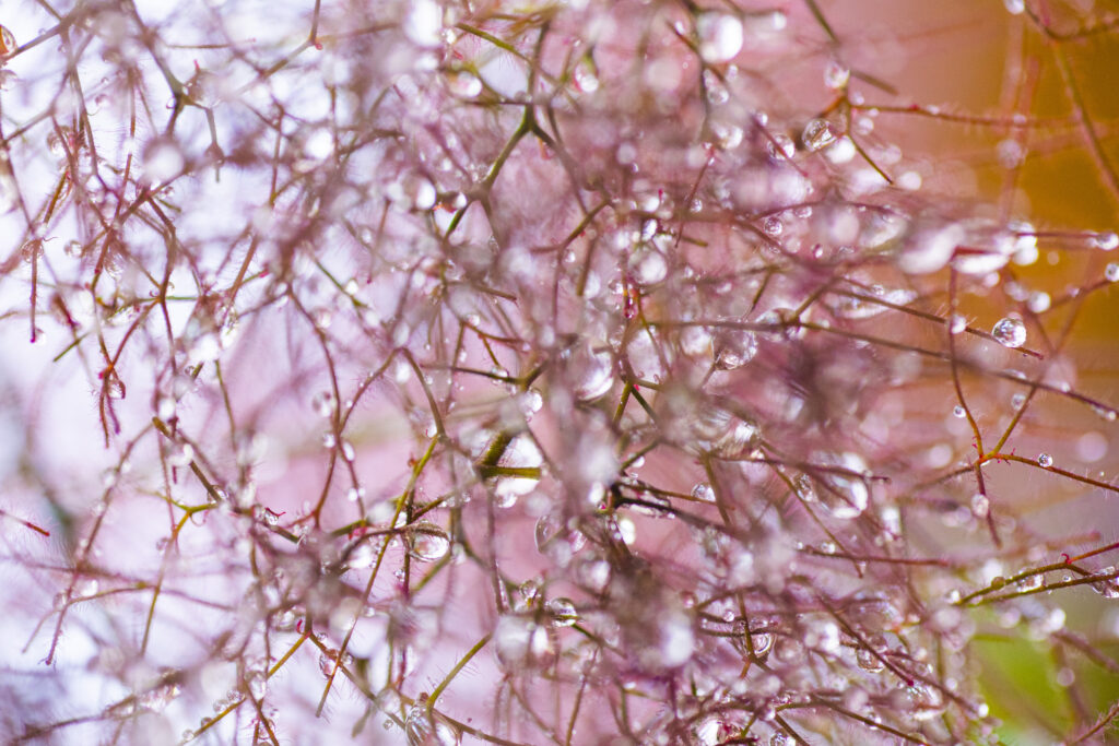 Delicate Macro Shot of Water-Droplet Tree Branches - Stunning Wallpaper