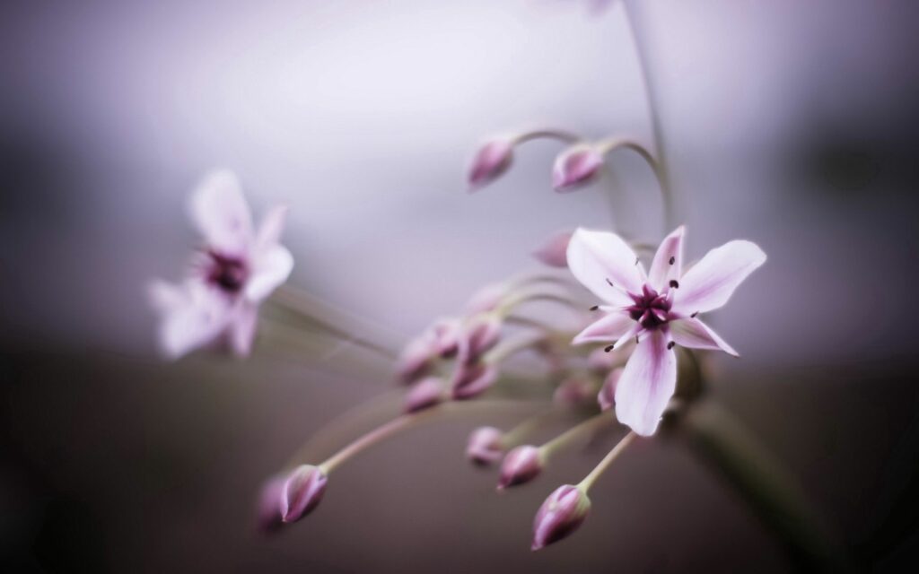 Soft Pink Flower Macro Wallpaper with Blurred Background